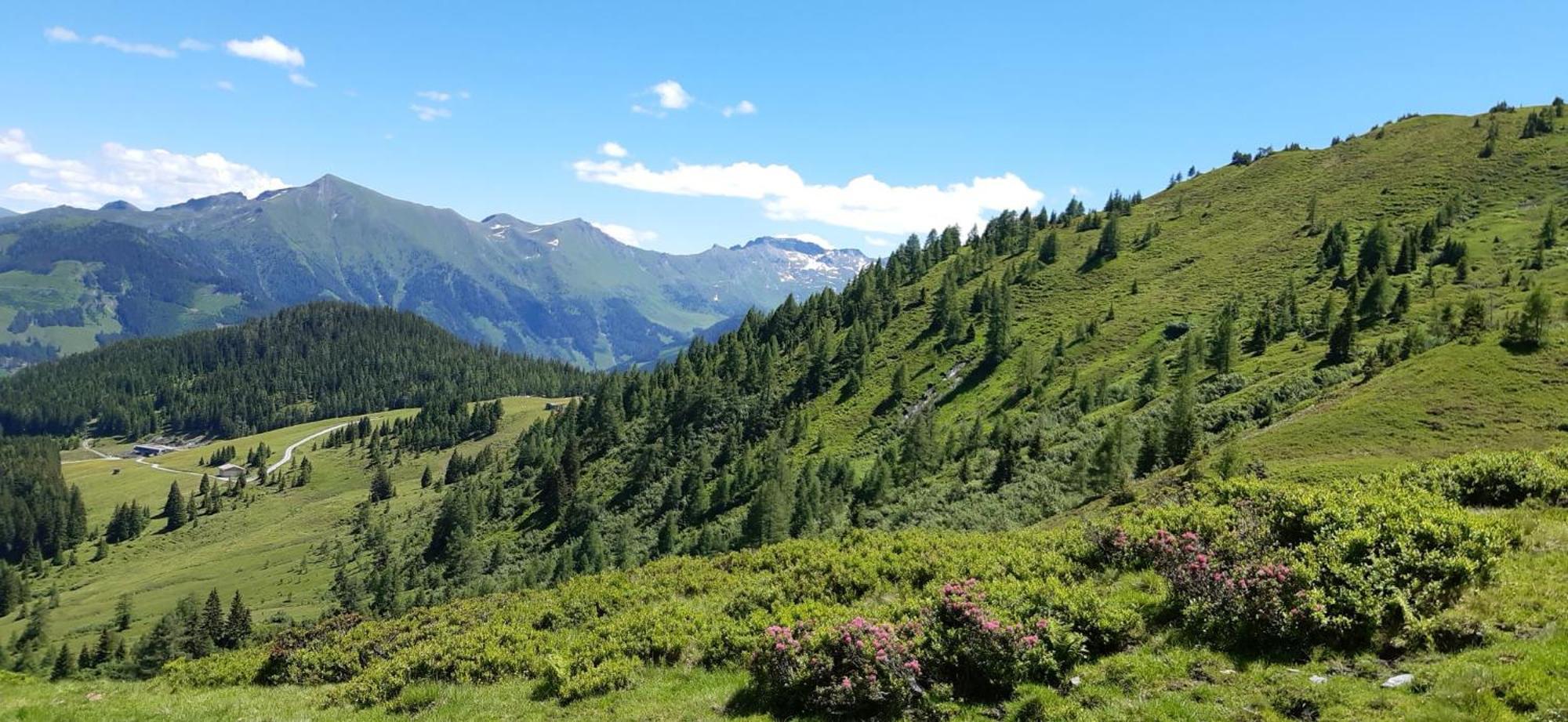 Pension Und Appartement Weinschreiber Раурис Экстерьер фото